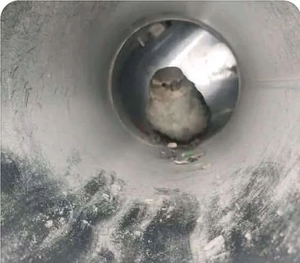 Bird found and rescued in an air duct