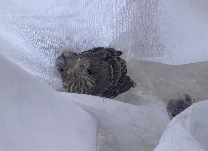 Bird rescued during air duct service