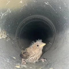 Bird found in air duct