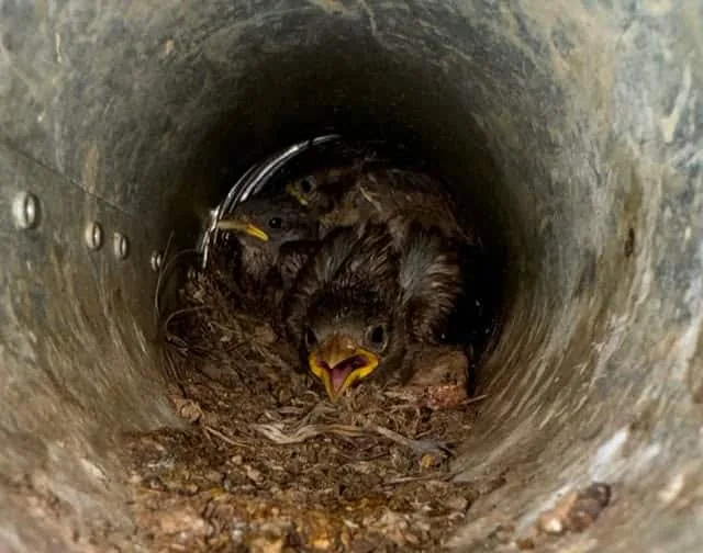 Birds nest safely removed during air duct cleaning
