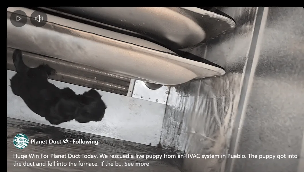 Puppy rescued during HVAC service