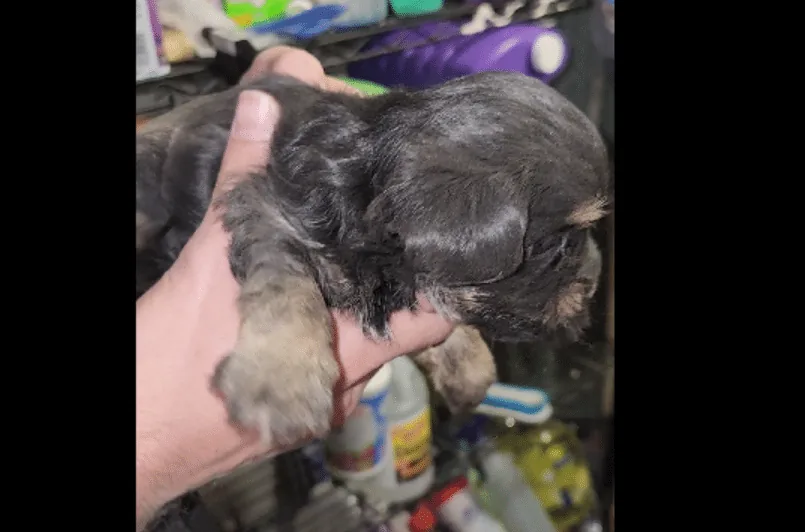 Puppy saved during duct cleaning