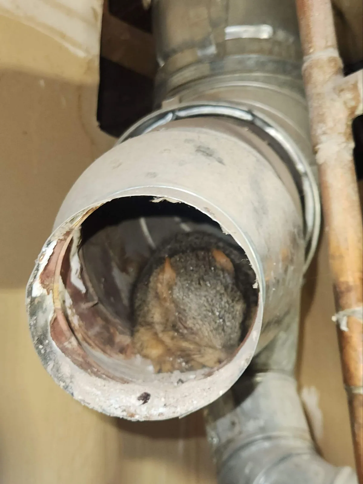 Squirrel found in air duct